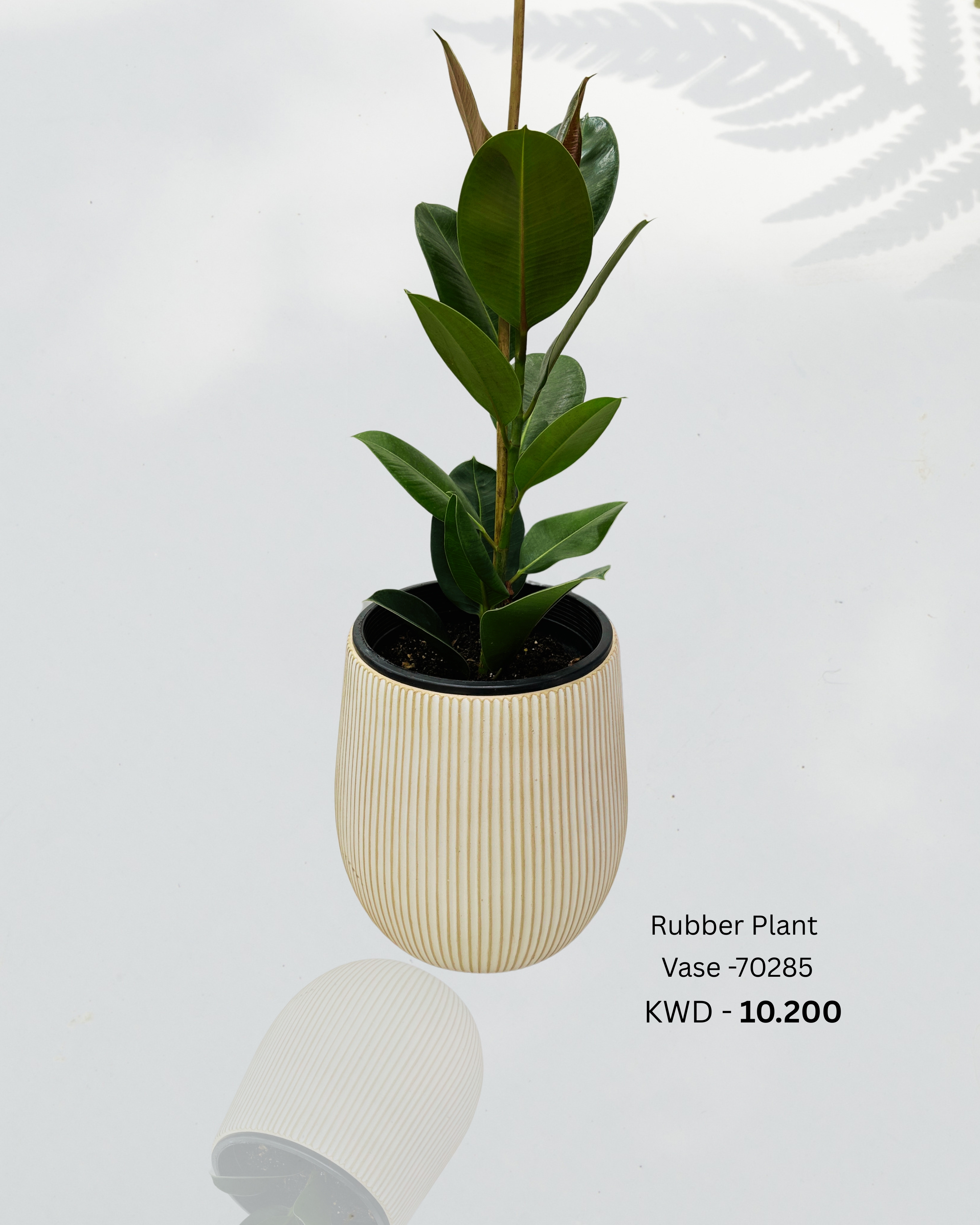 Rubber Plant Vase