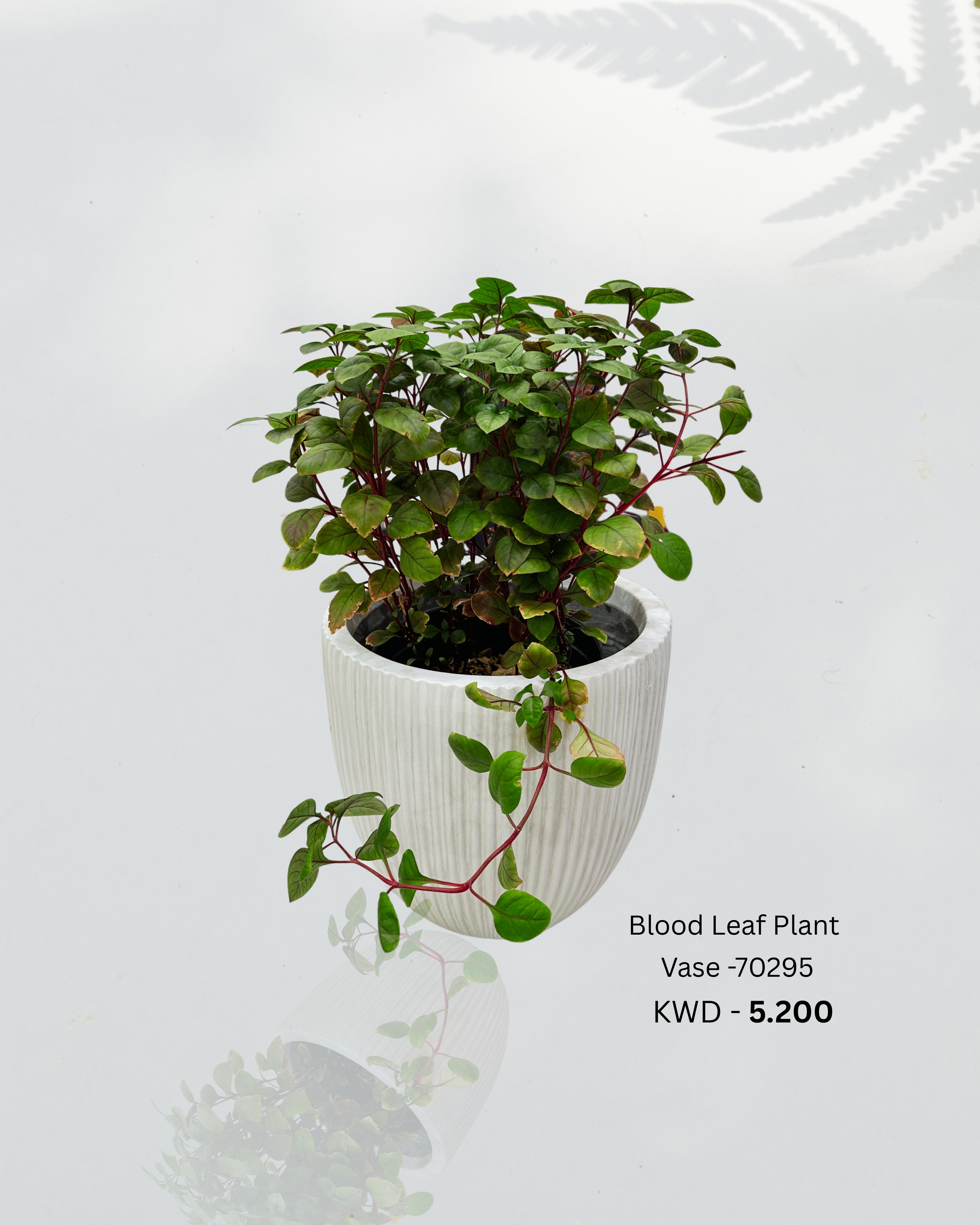 Blood Leaf Plant Vase