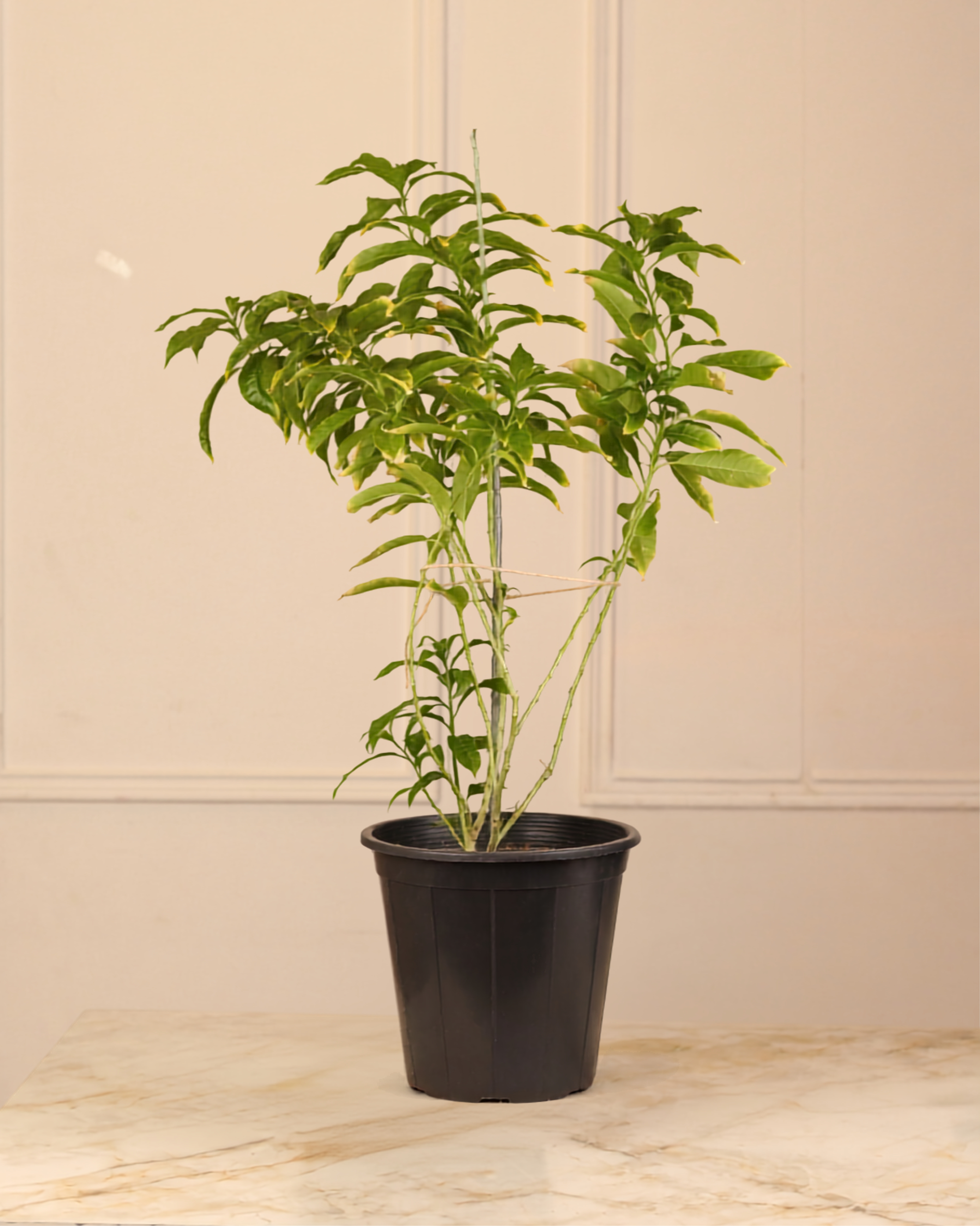 Night-blooming jasmine