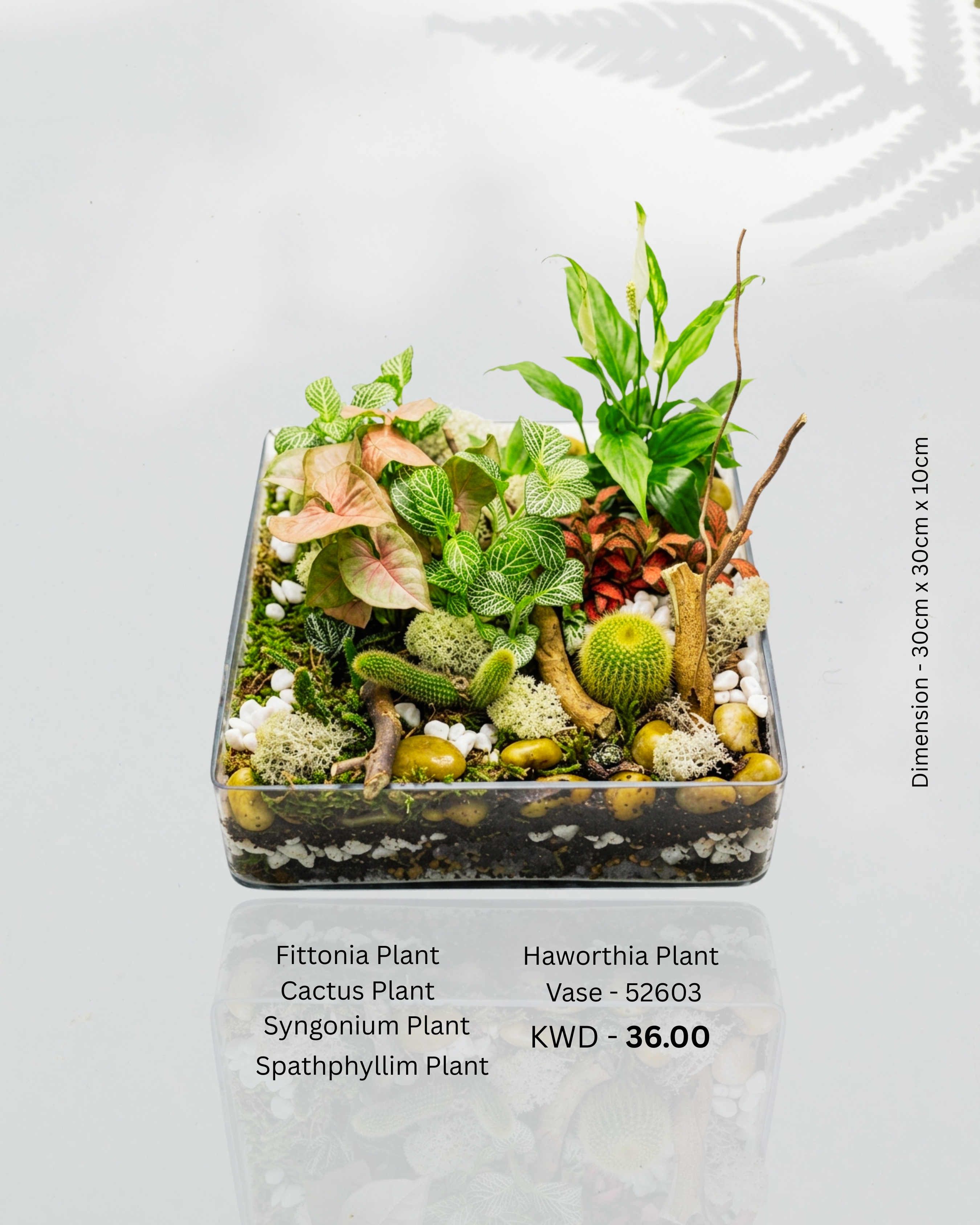 Fittonia plant , Cactus plant ,Syngonium plant, Spathphyllim plant , Haworthis plant Vase