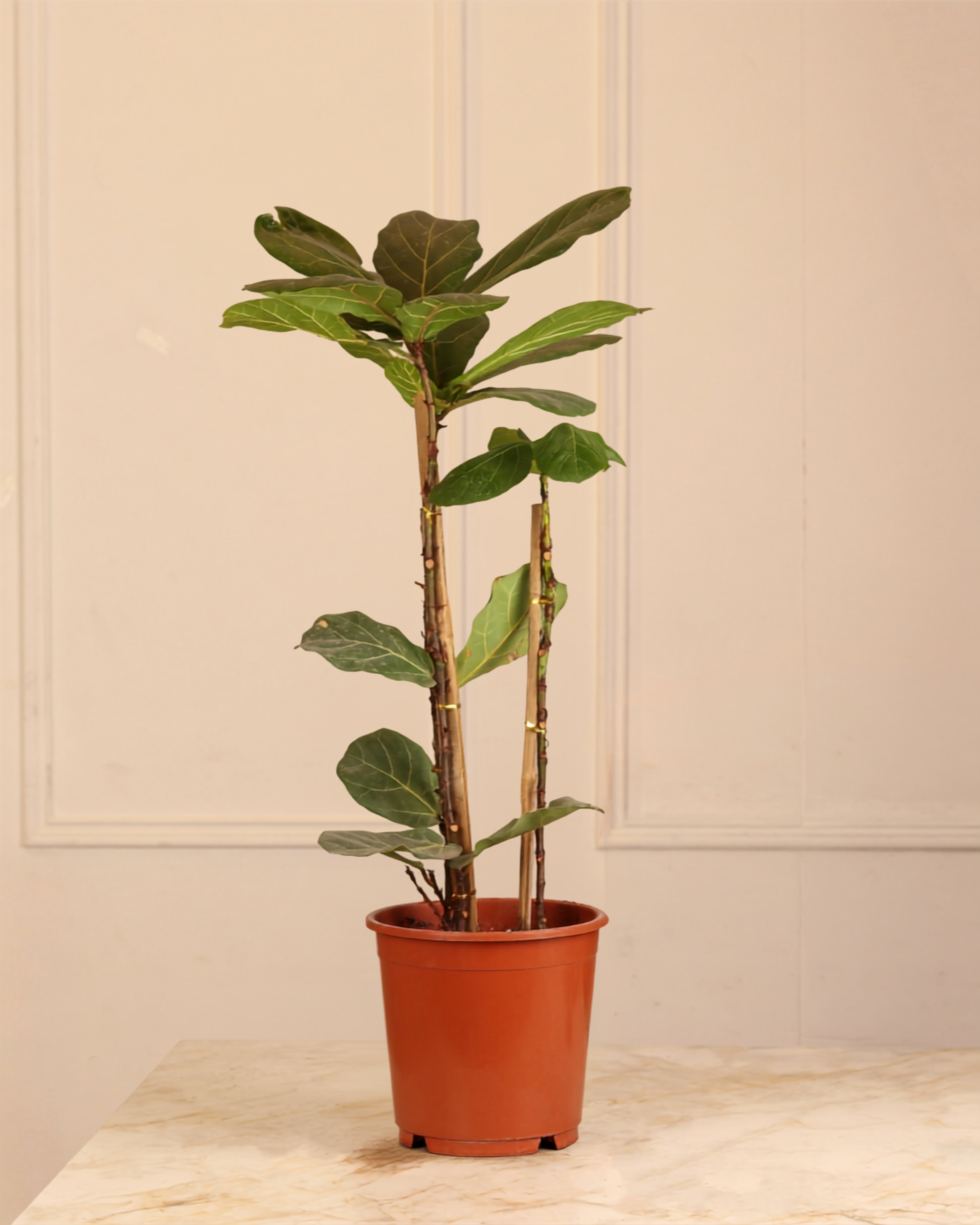 Ficus lyrata