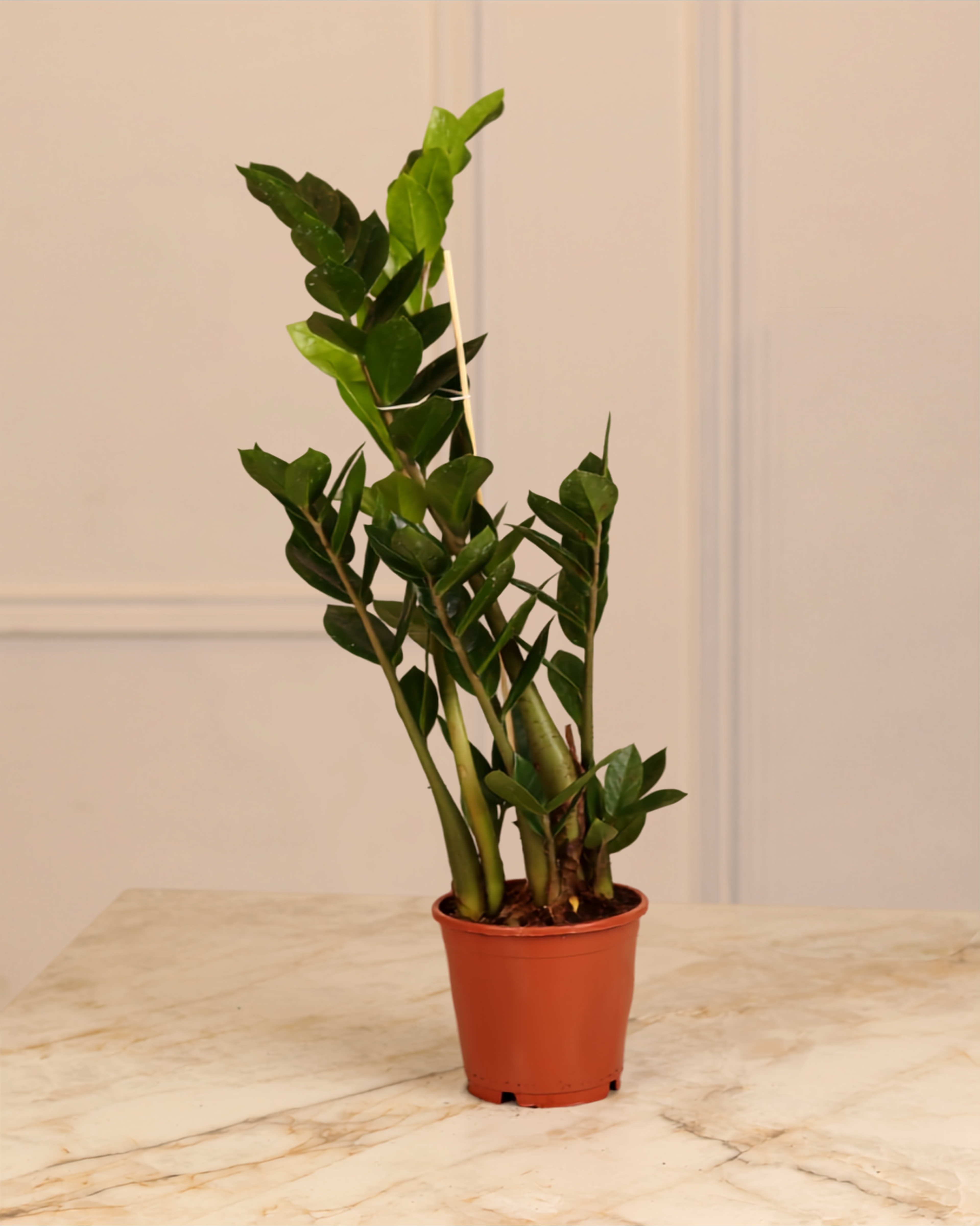 Zamioculcas zamiifolia