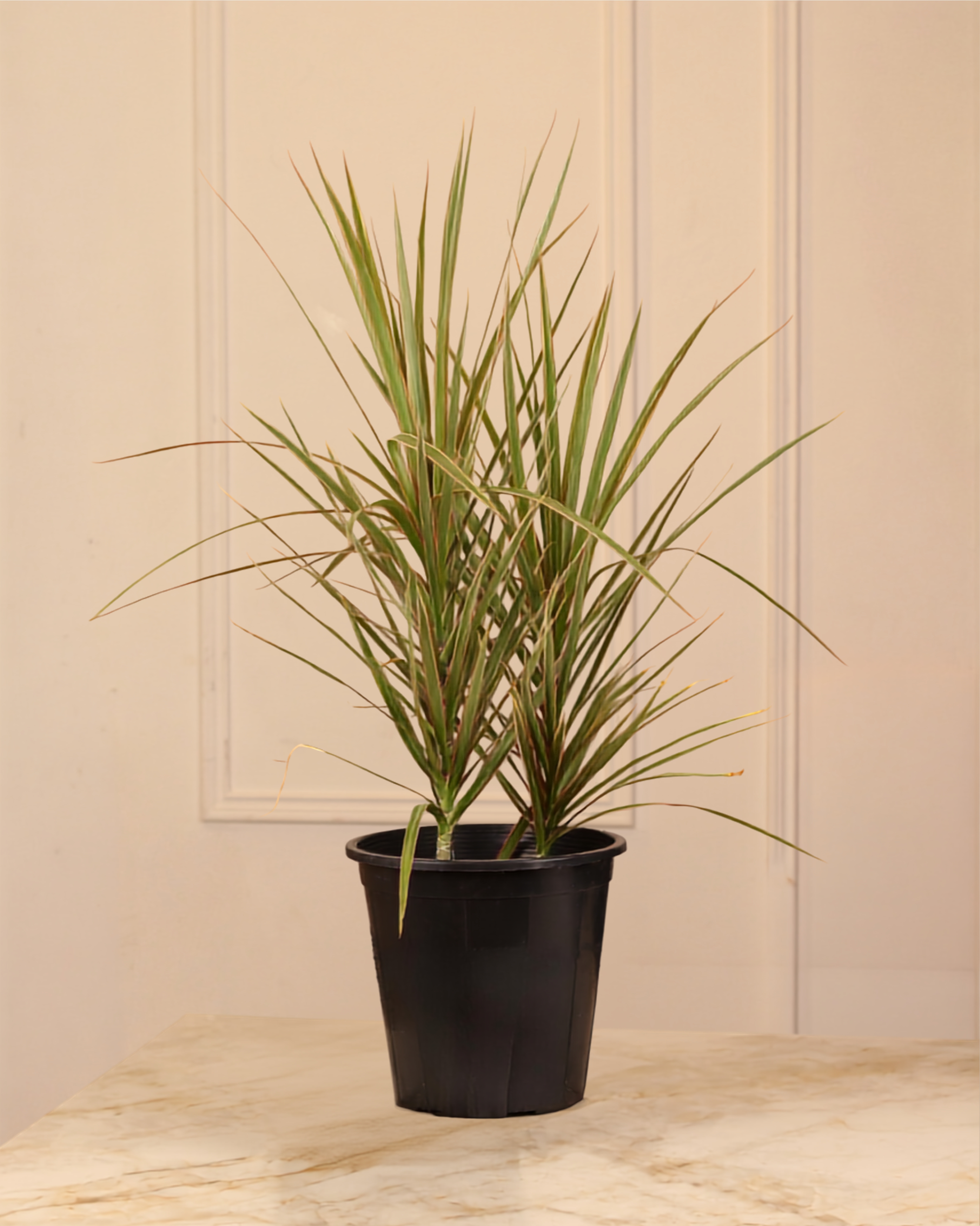 Dracaena