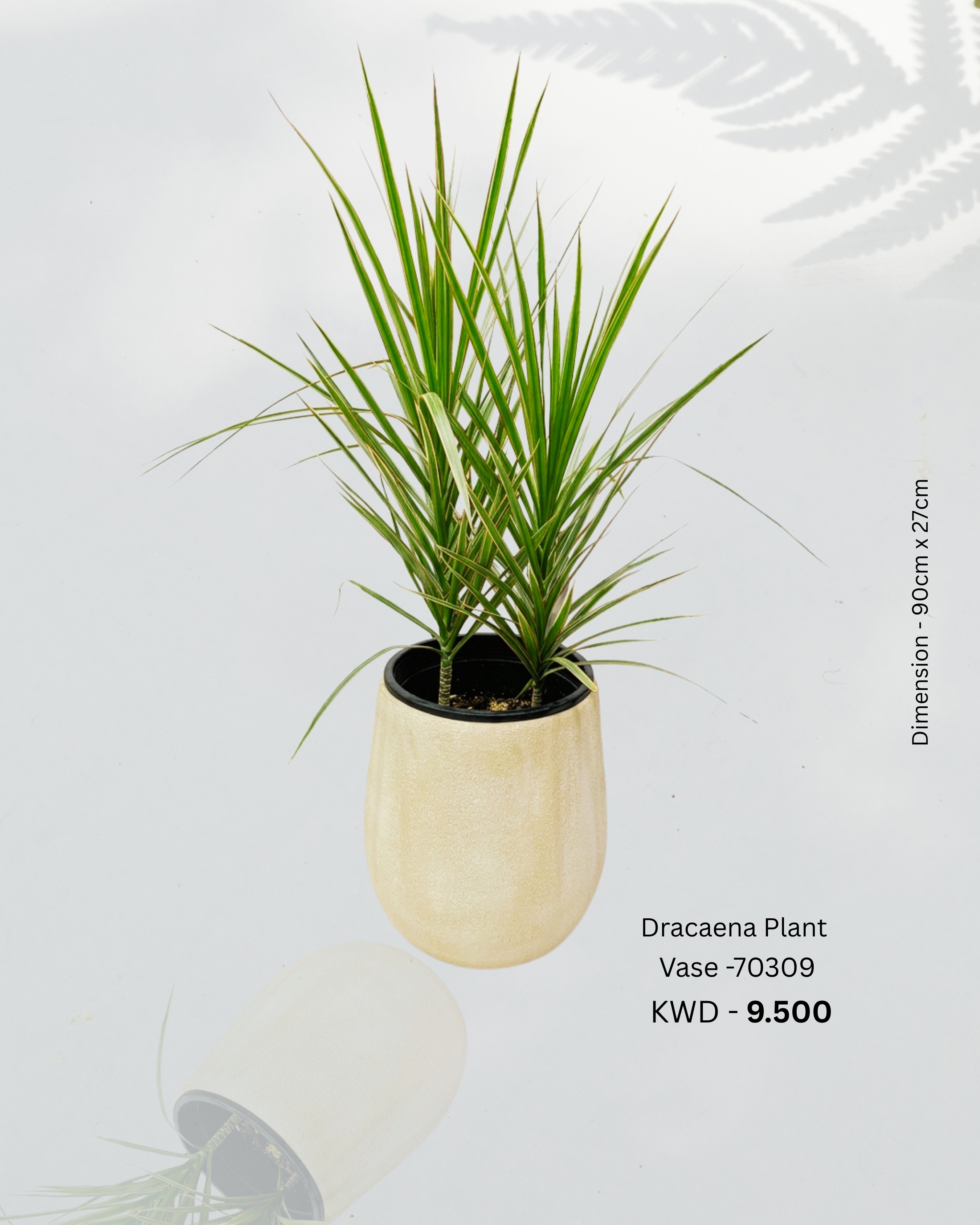 Dracaena Plant