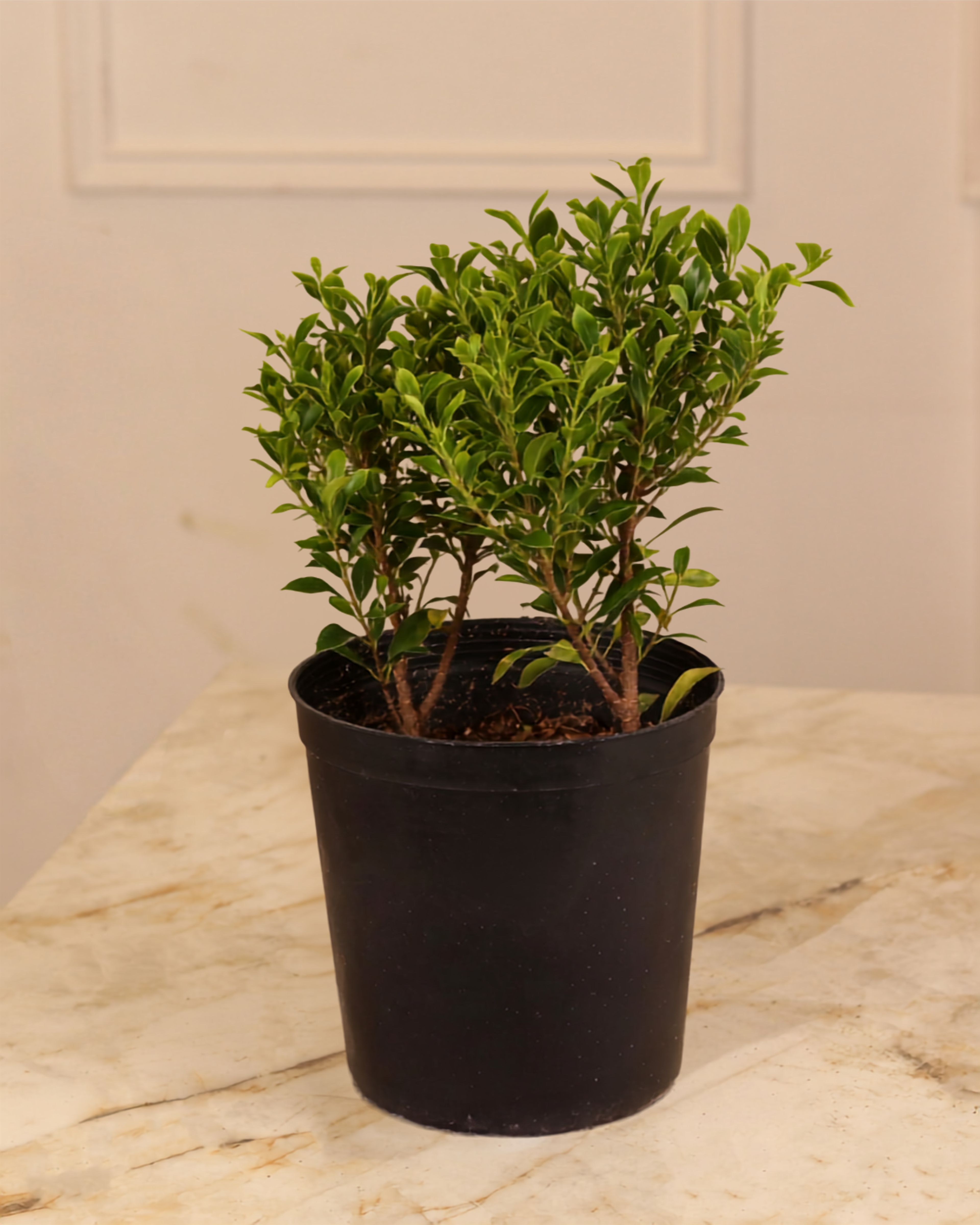 Ficus microcarpa