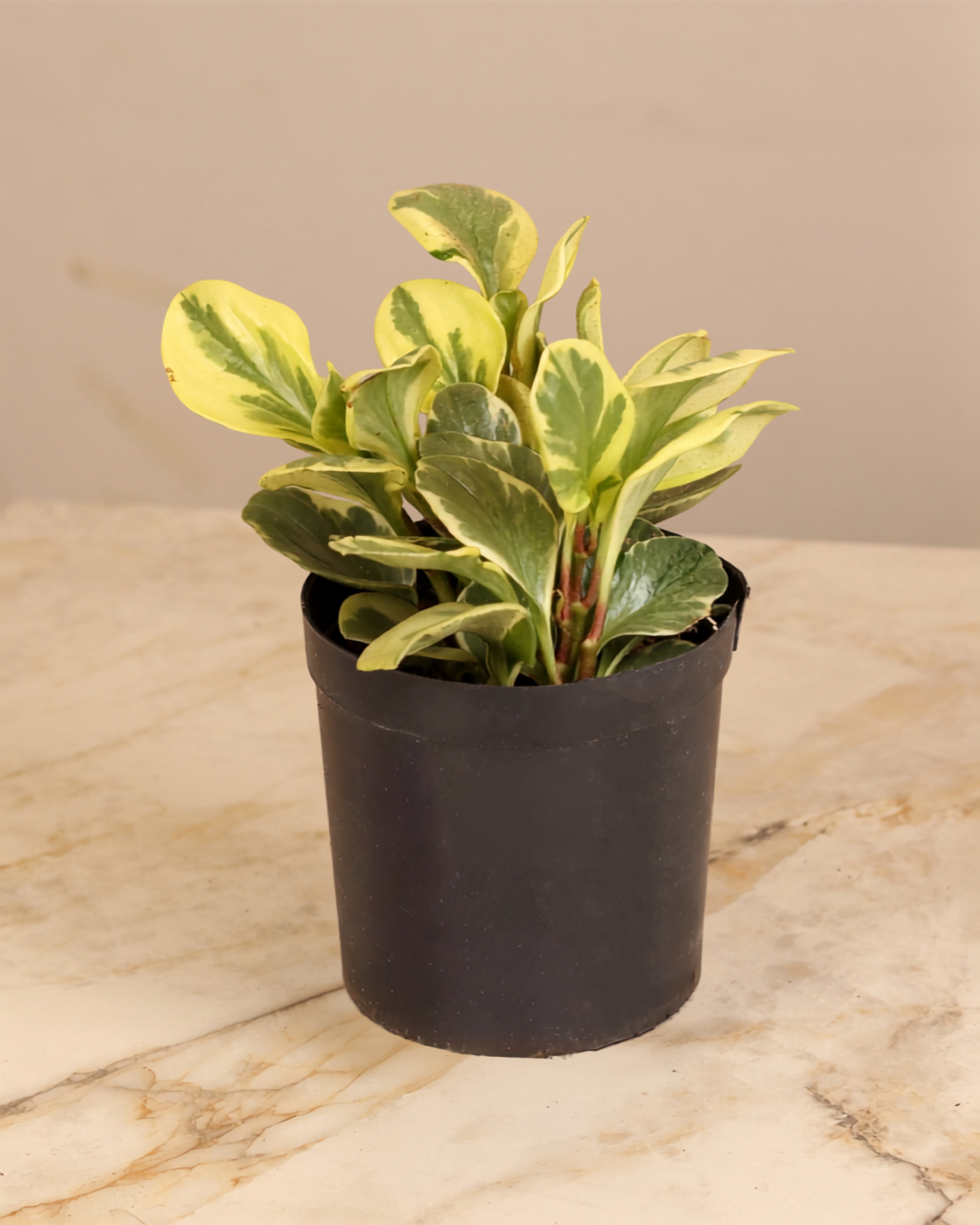 Peperomia