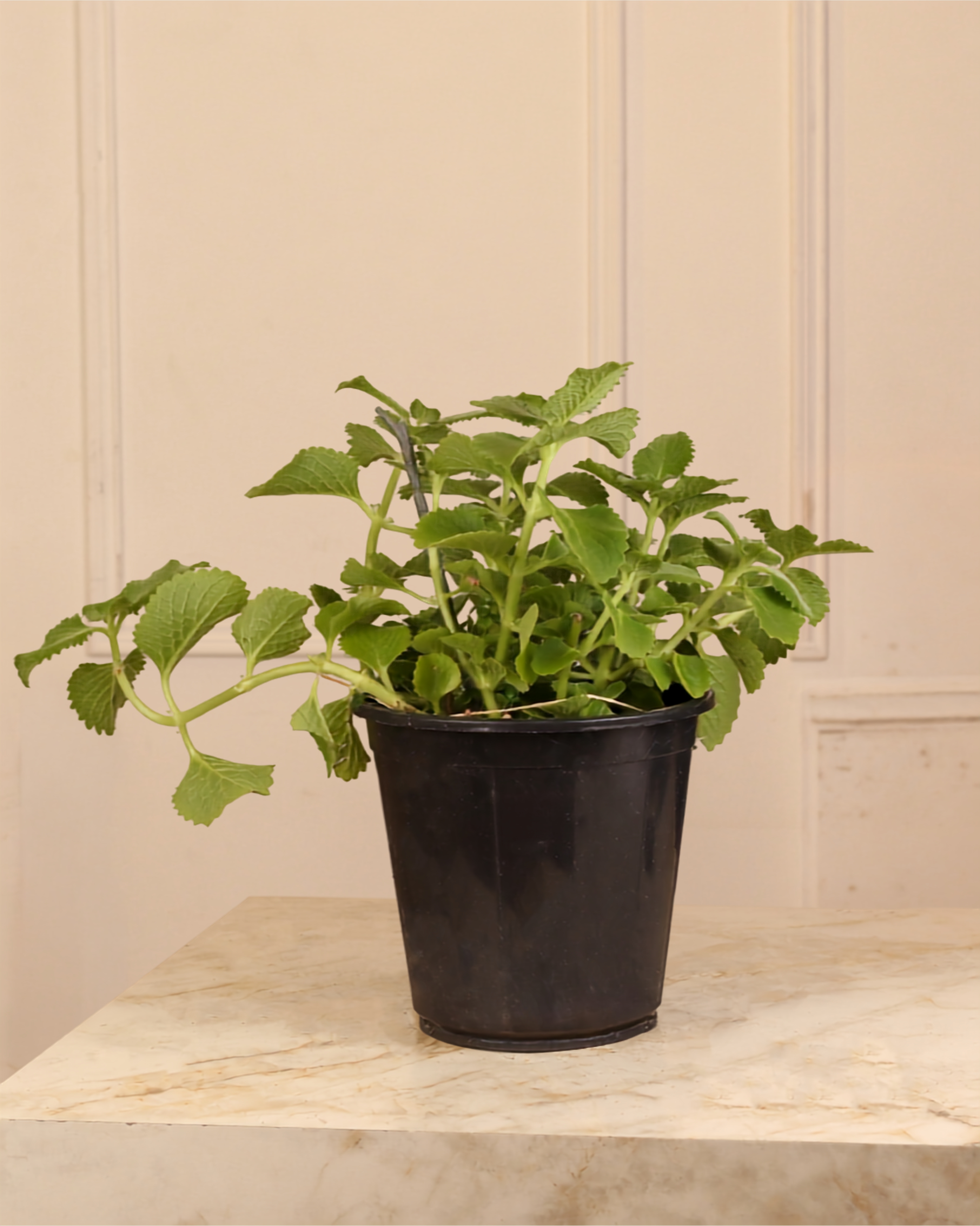 Plectranthus
