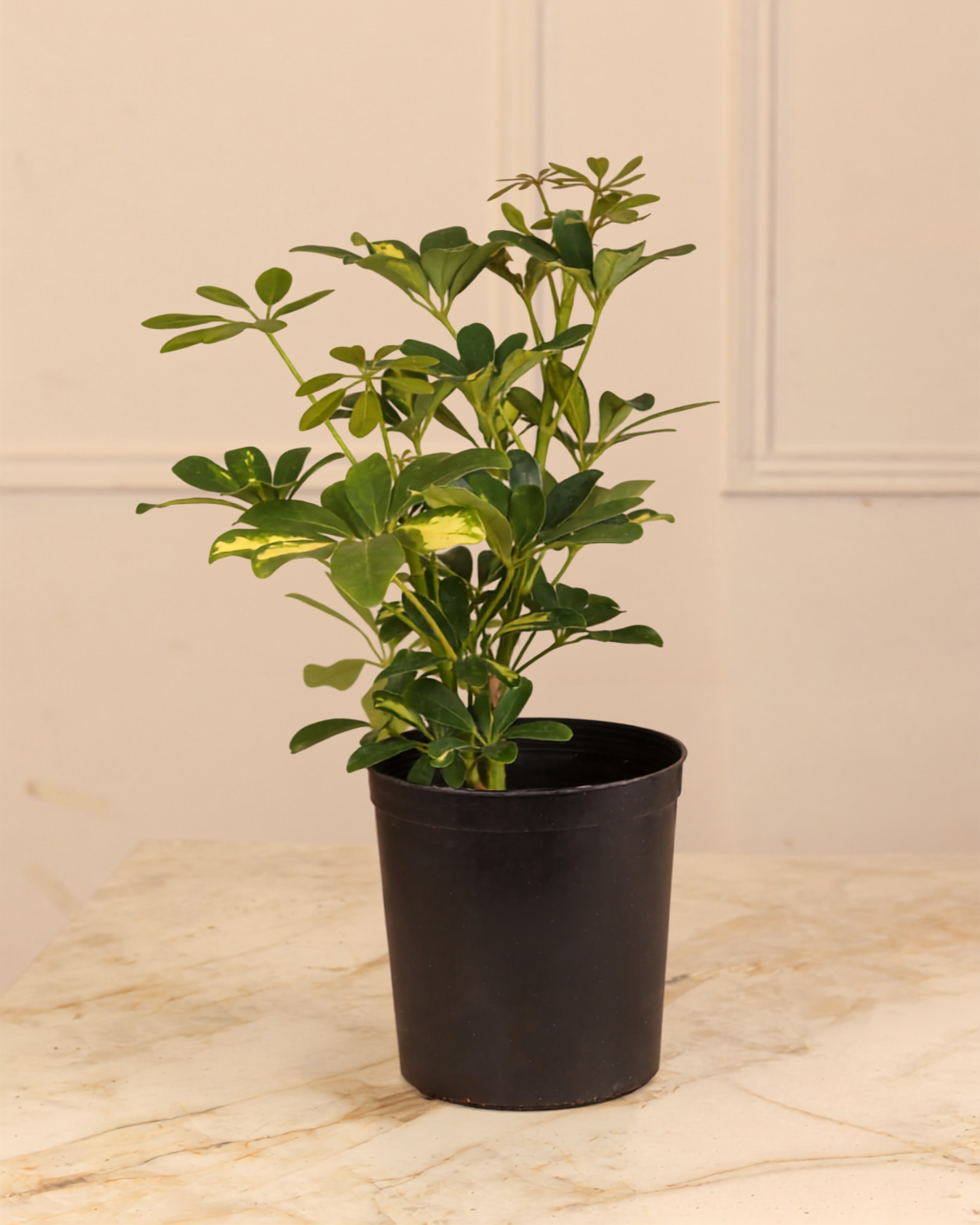 Schefflera Arboricola