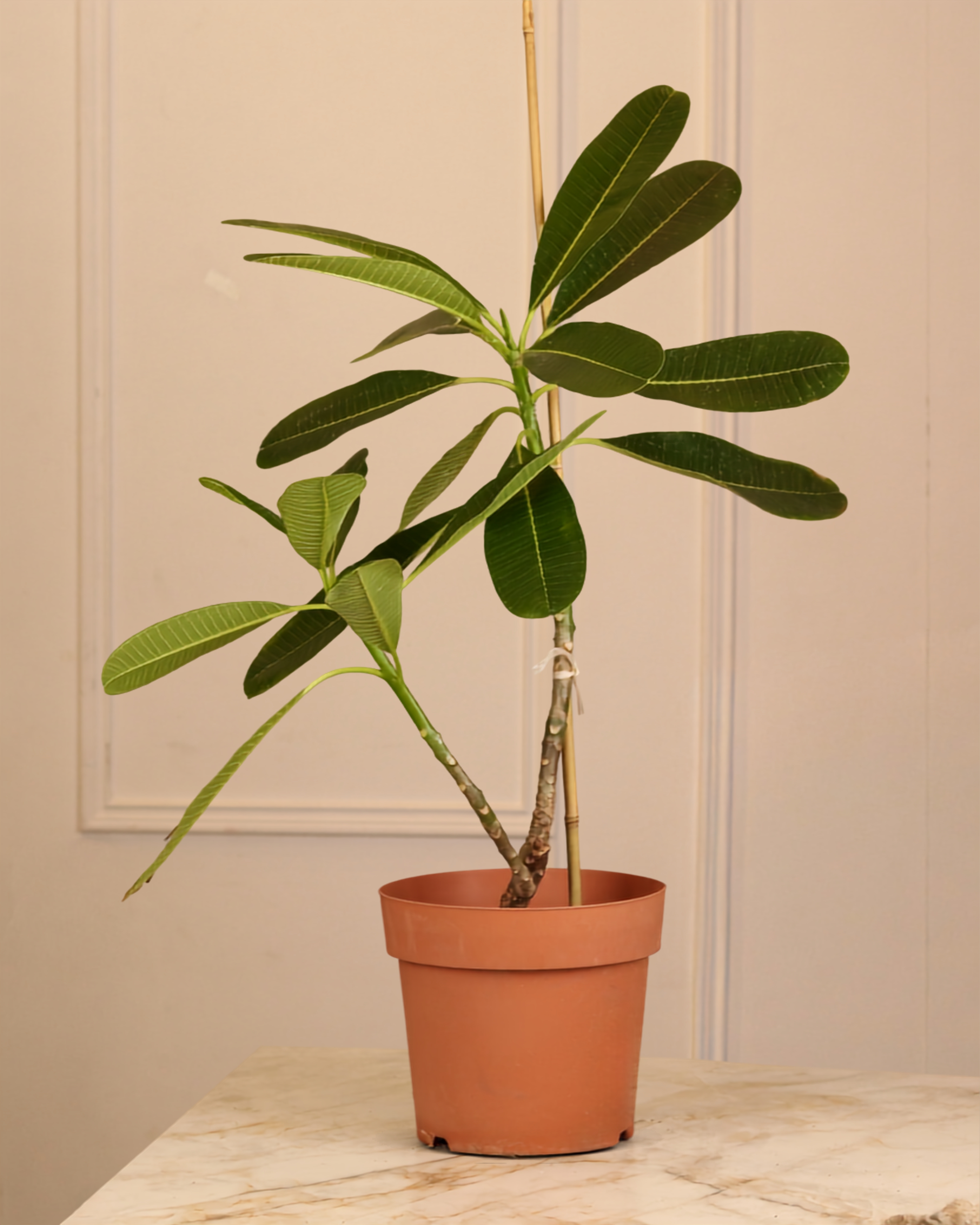 Plumeria