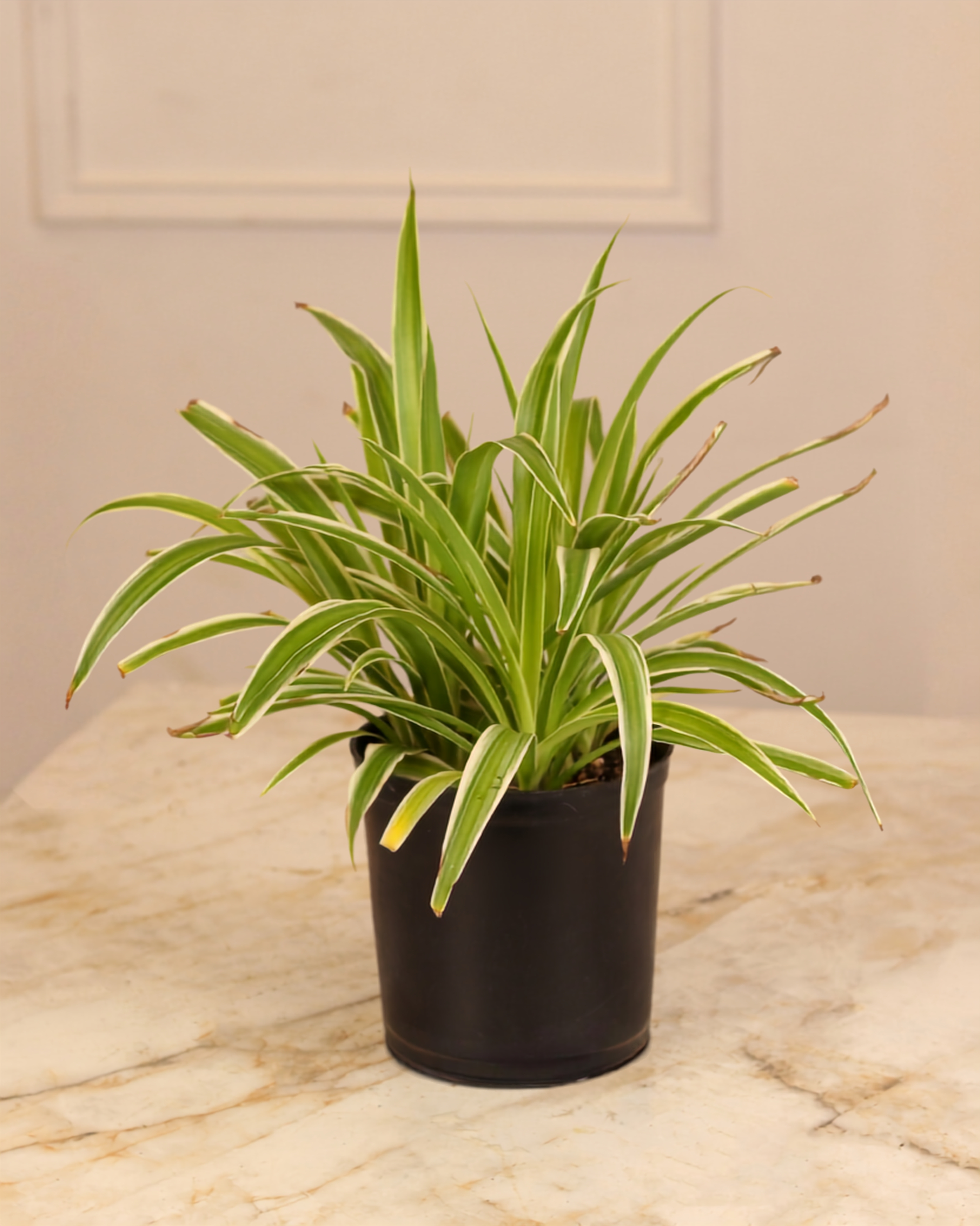 Chlorophytum (Spider Plant)