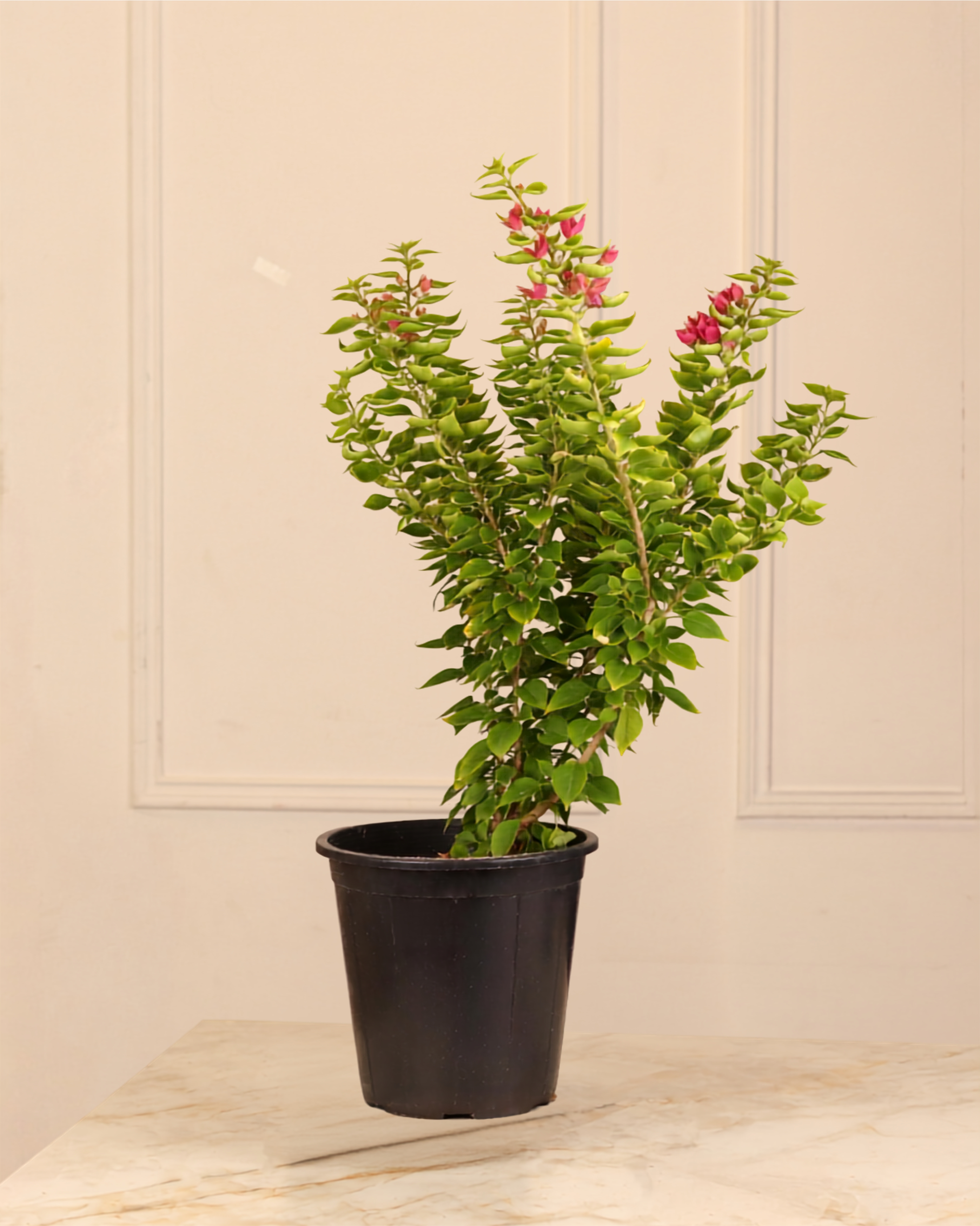 Bougainvillea