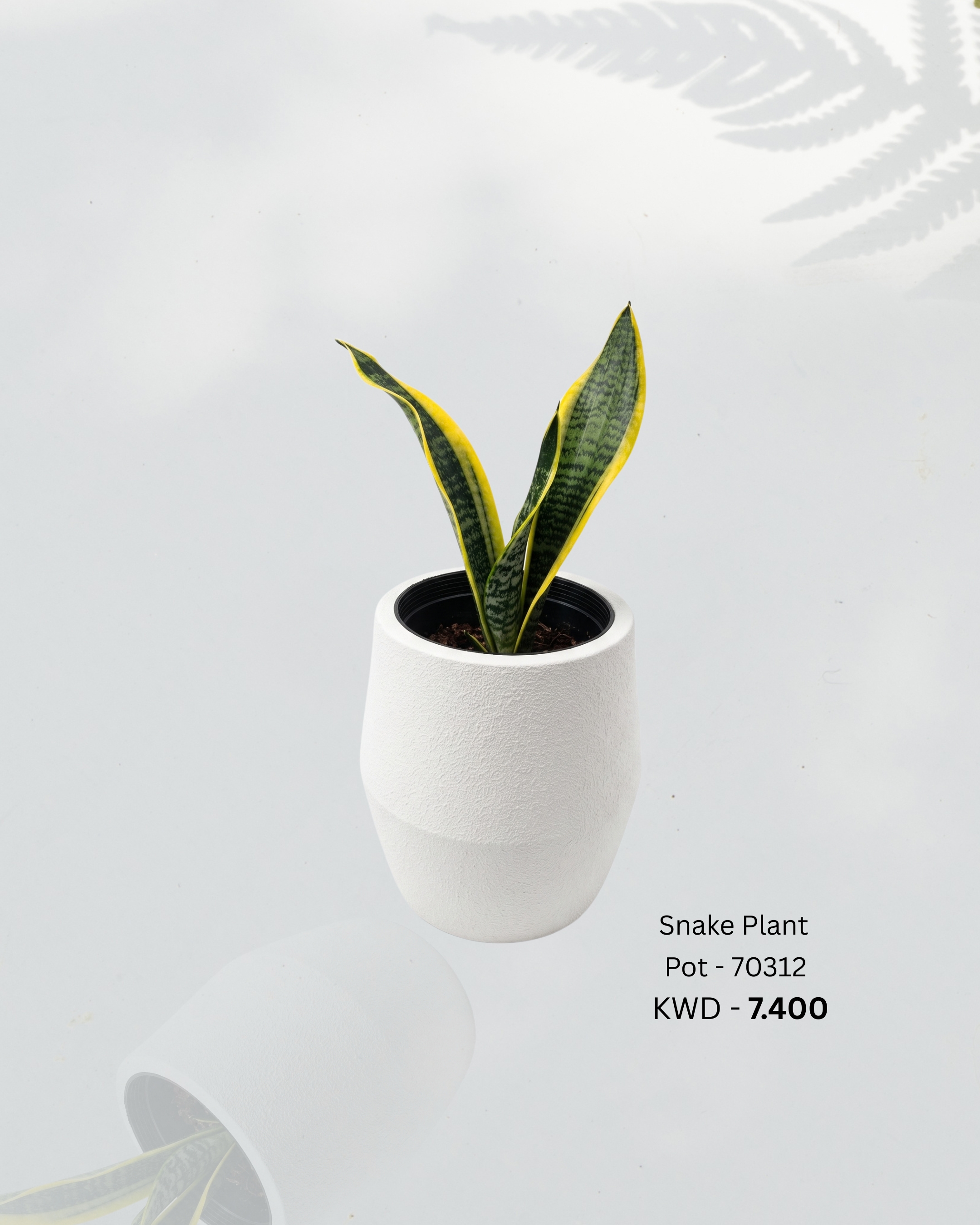 Snake Plant with Pot