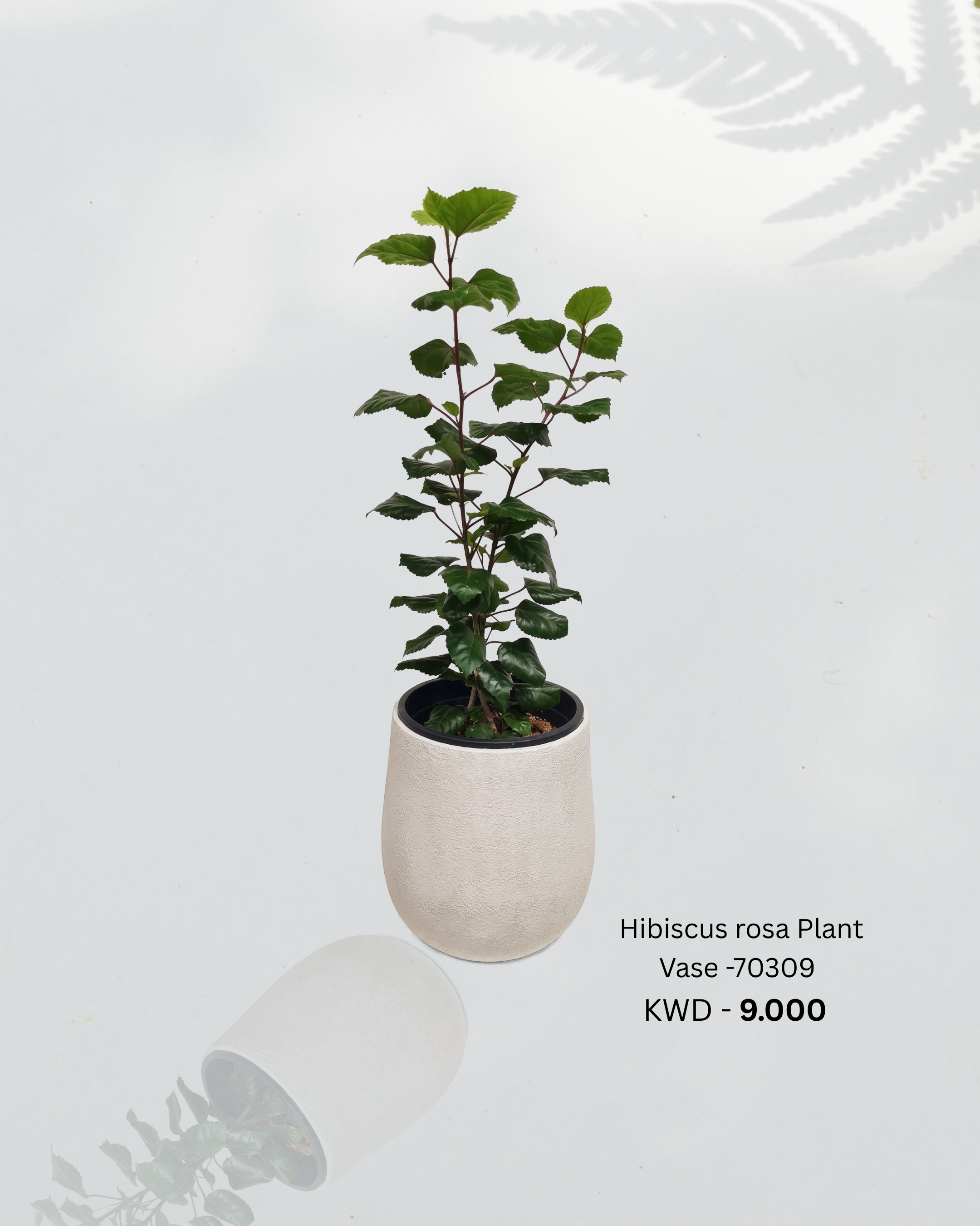 Hibiscus rosa Plant with Pot
