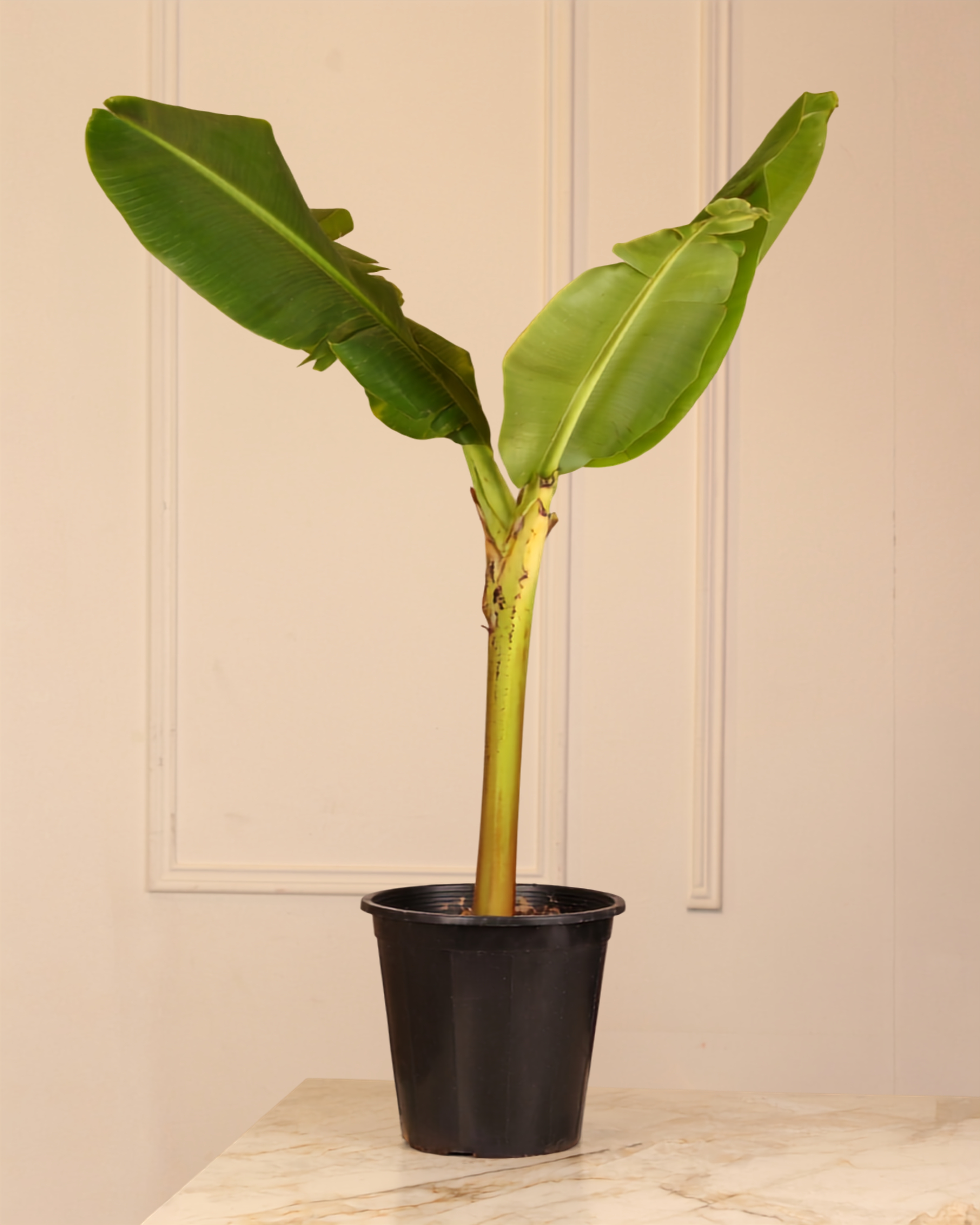 Banana Plant