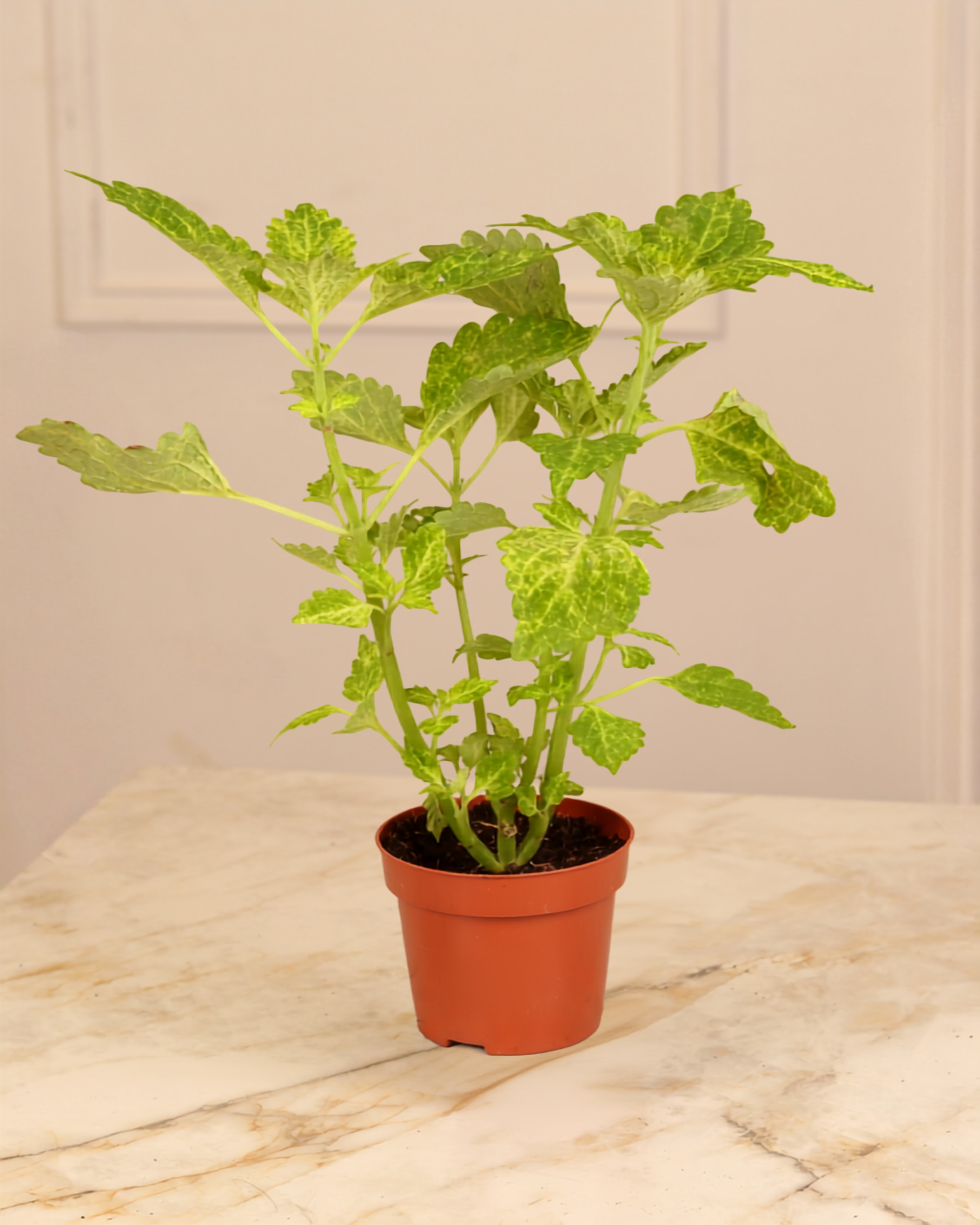 Plectranthus