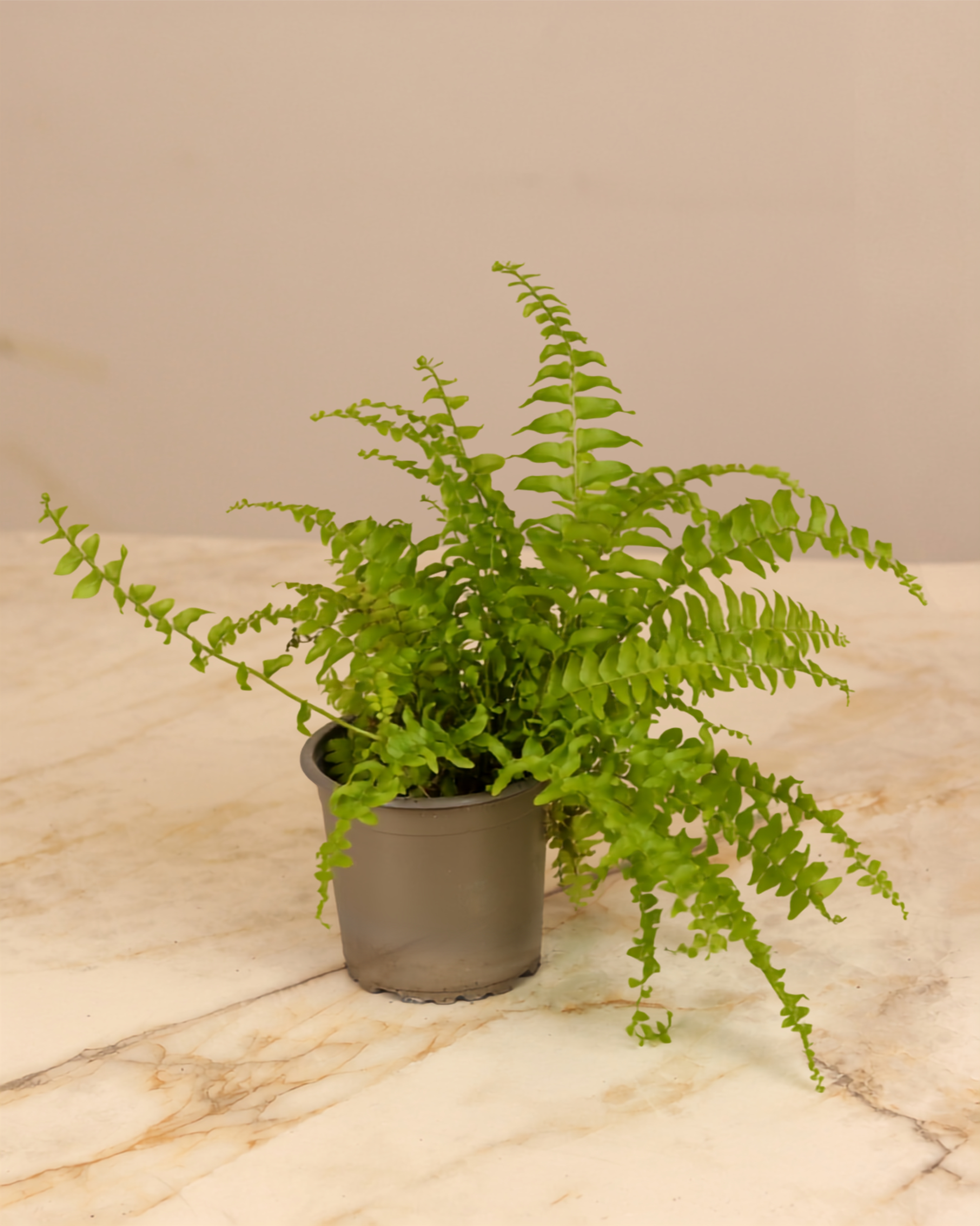 Boston Fern - Nephrolepis