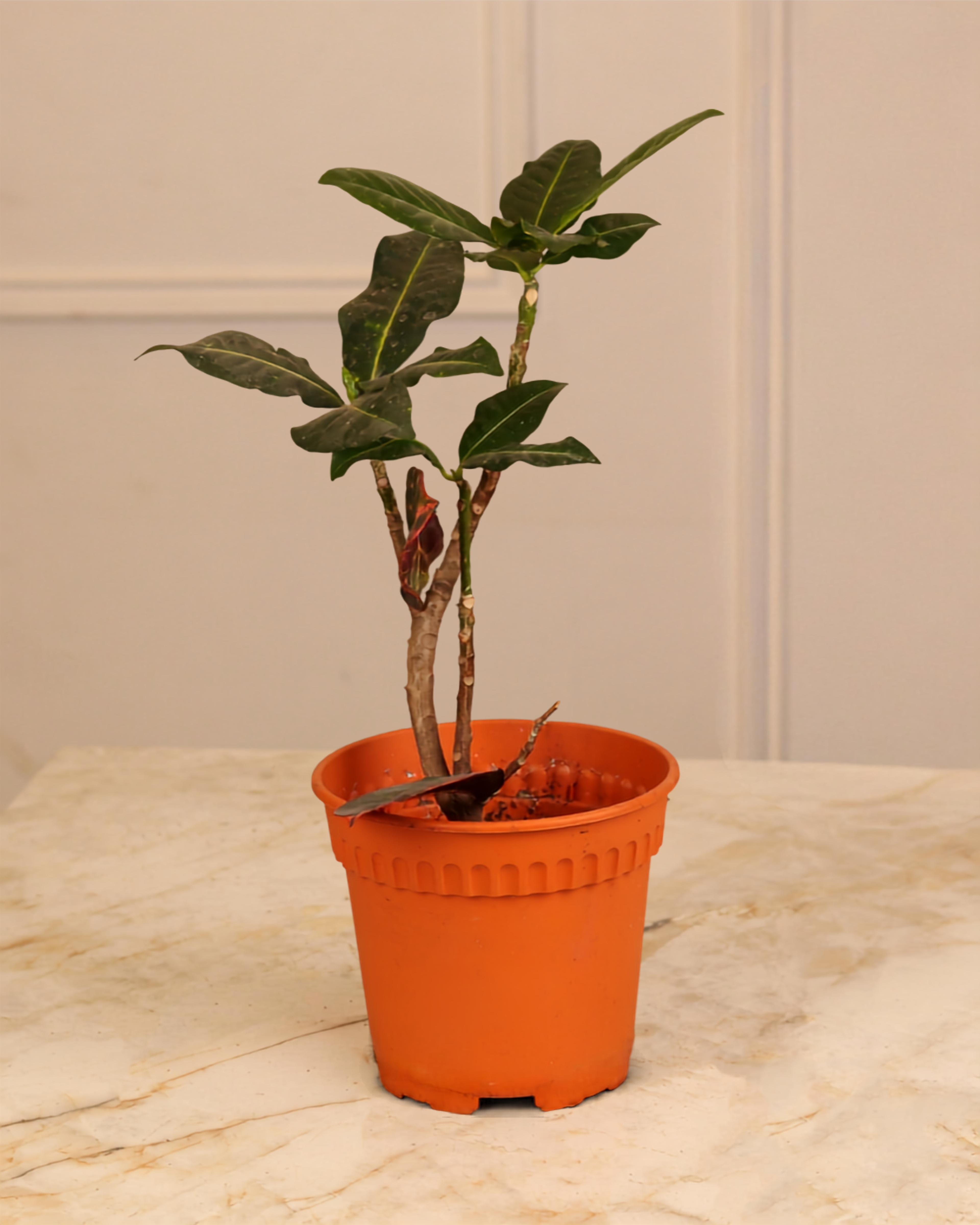 Codiaeum Croton