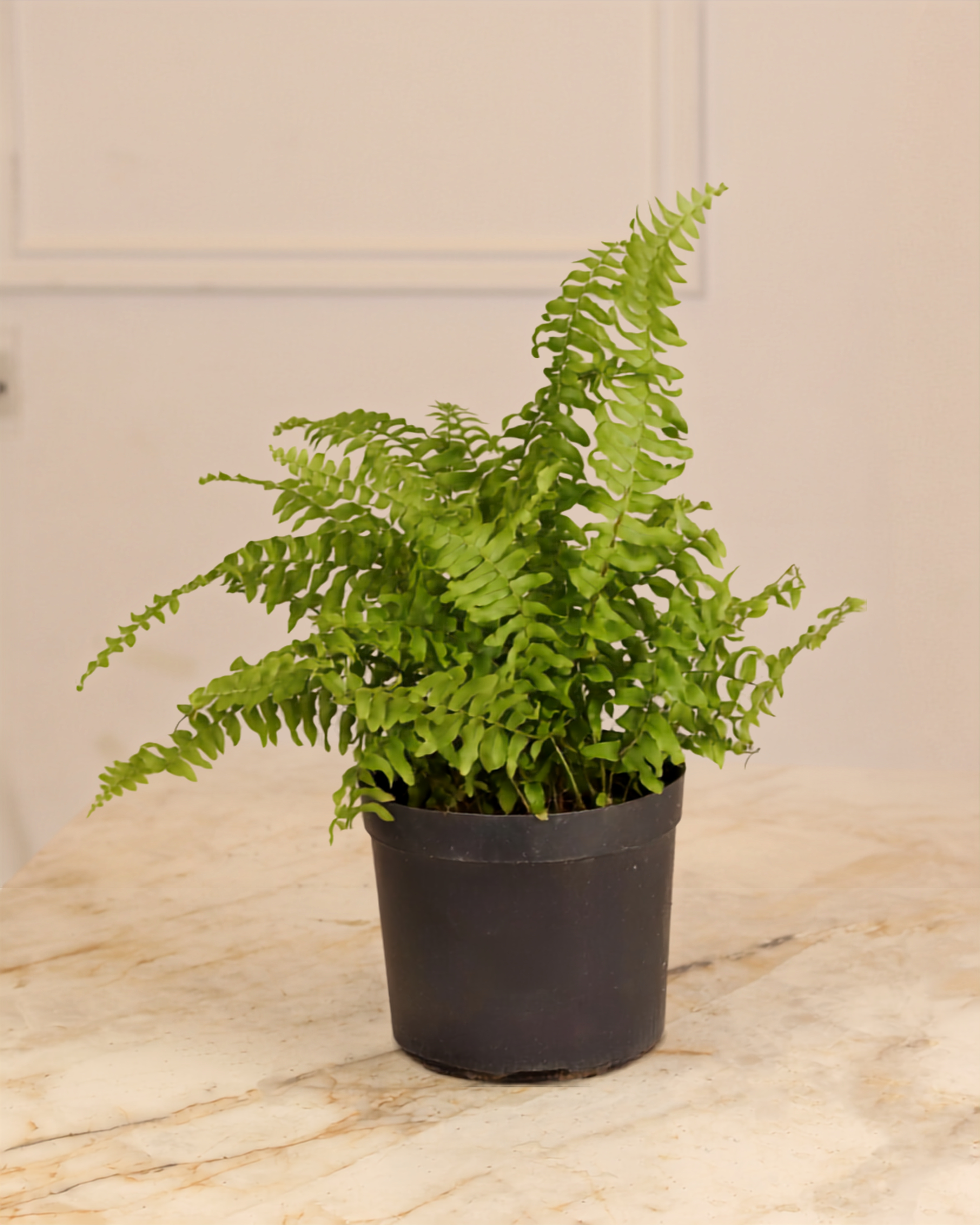 Nephrolepis Exaltata - Boston Fern