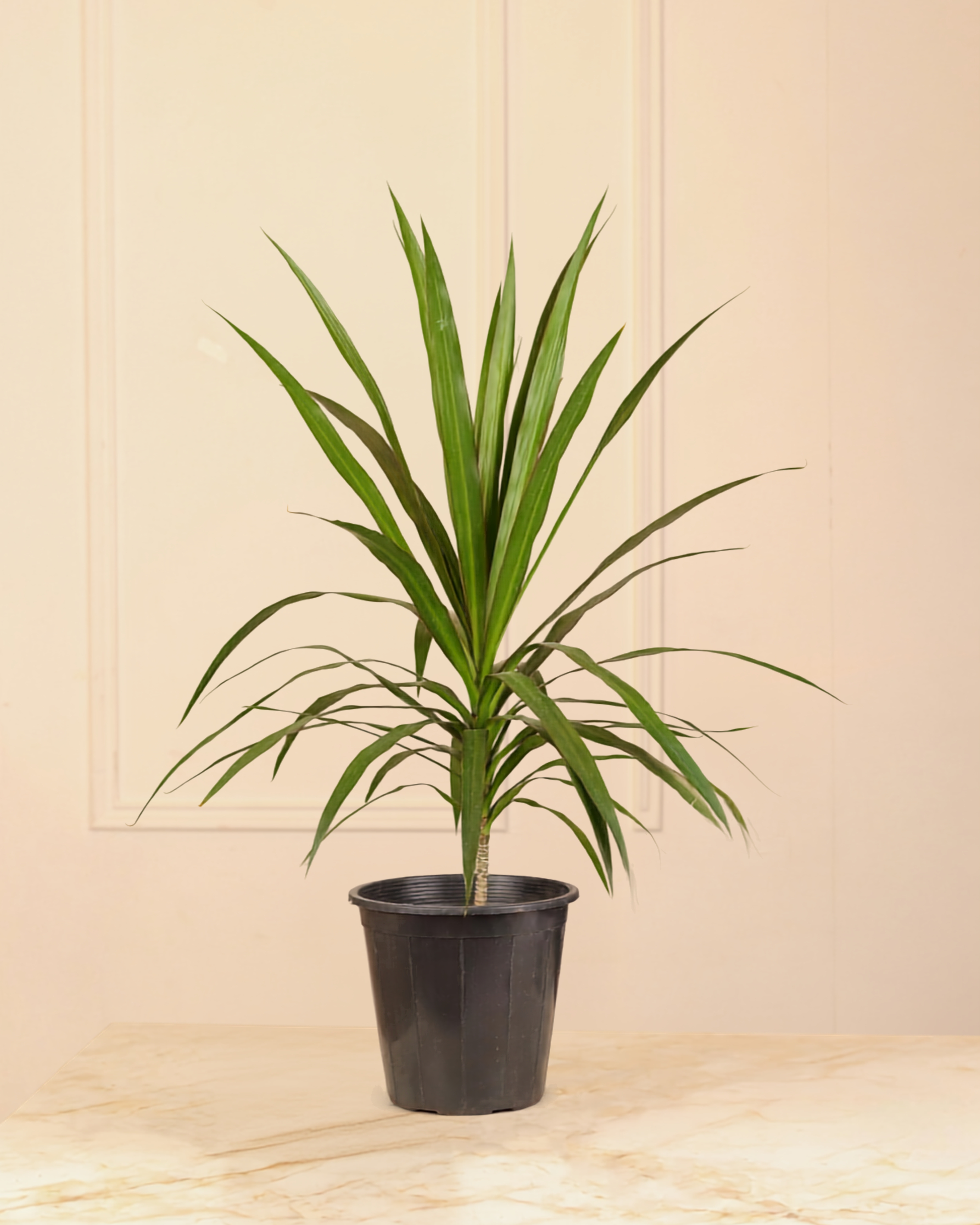 Dracaena Marginata