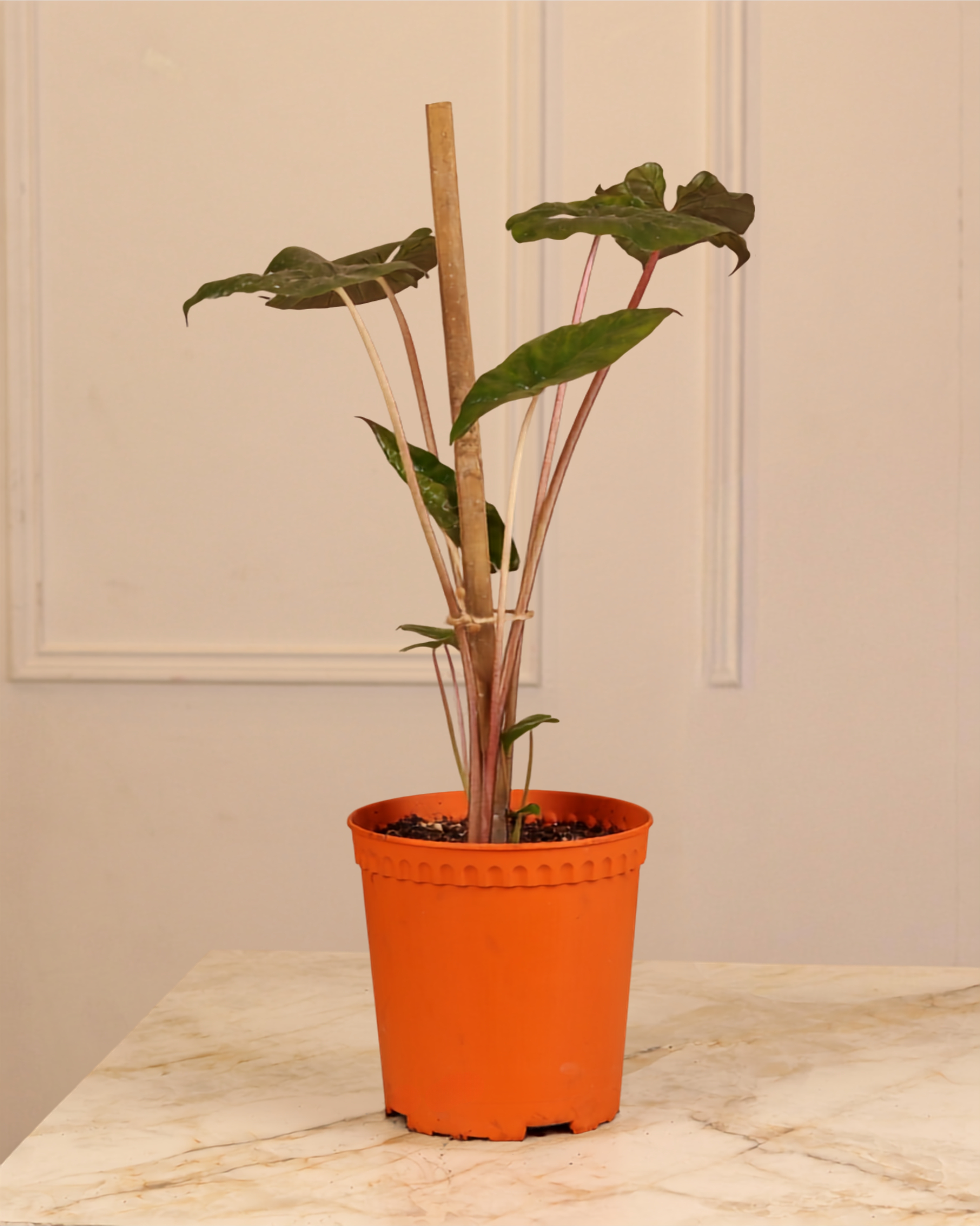 Alocasia Yucatan Princess