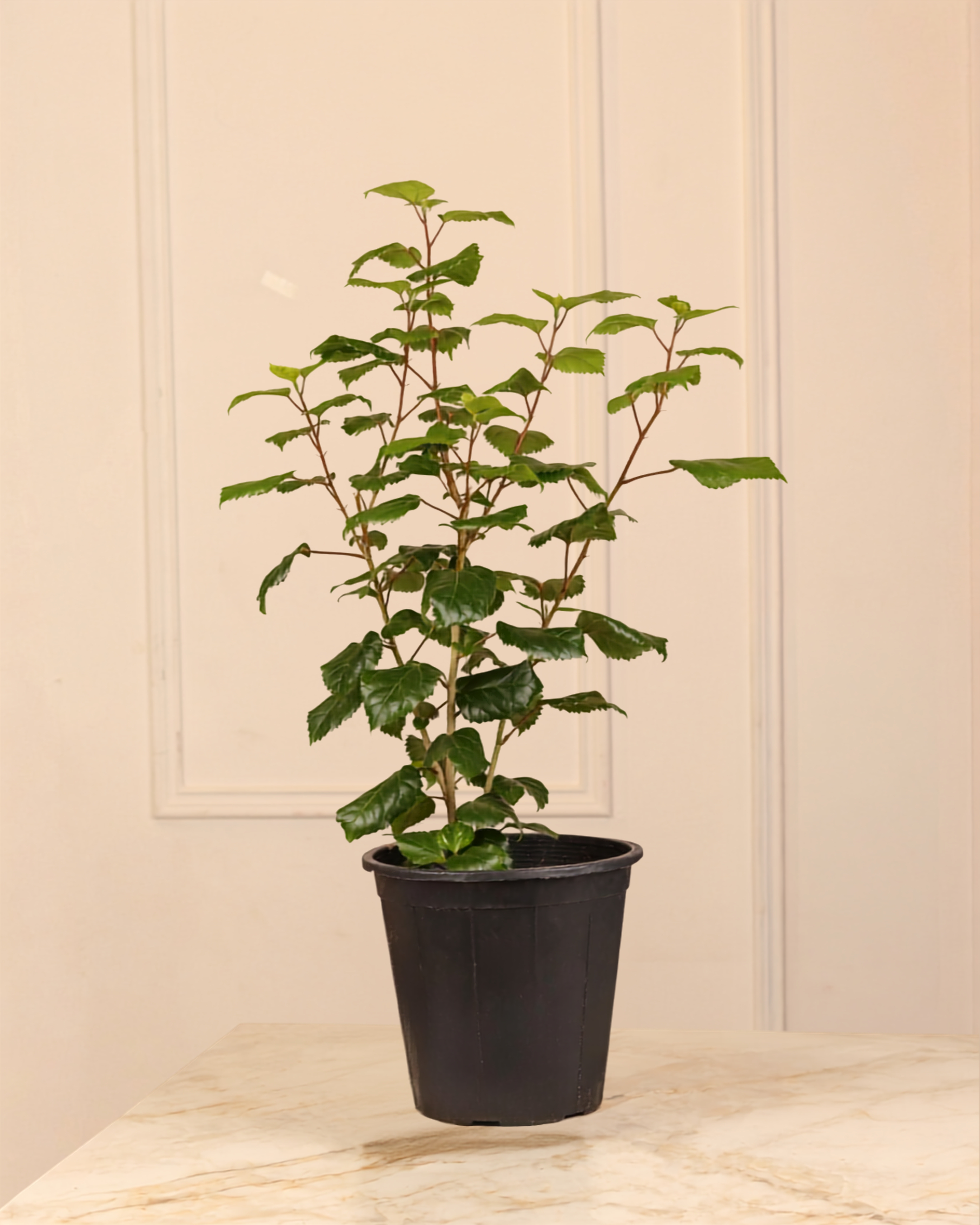 Hibisco rosa
