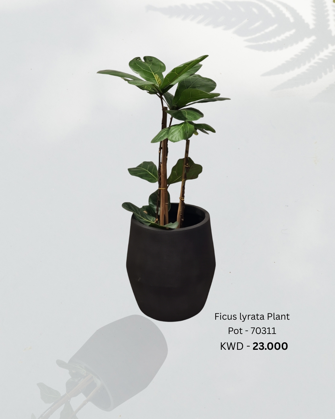 Ficus lyrata Plant with Pot