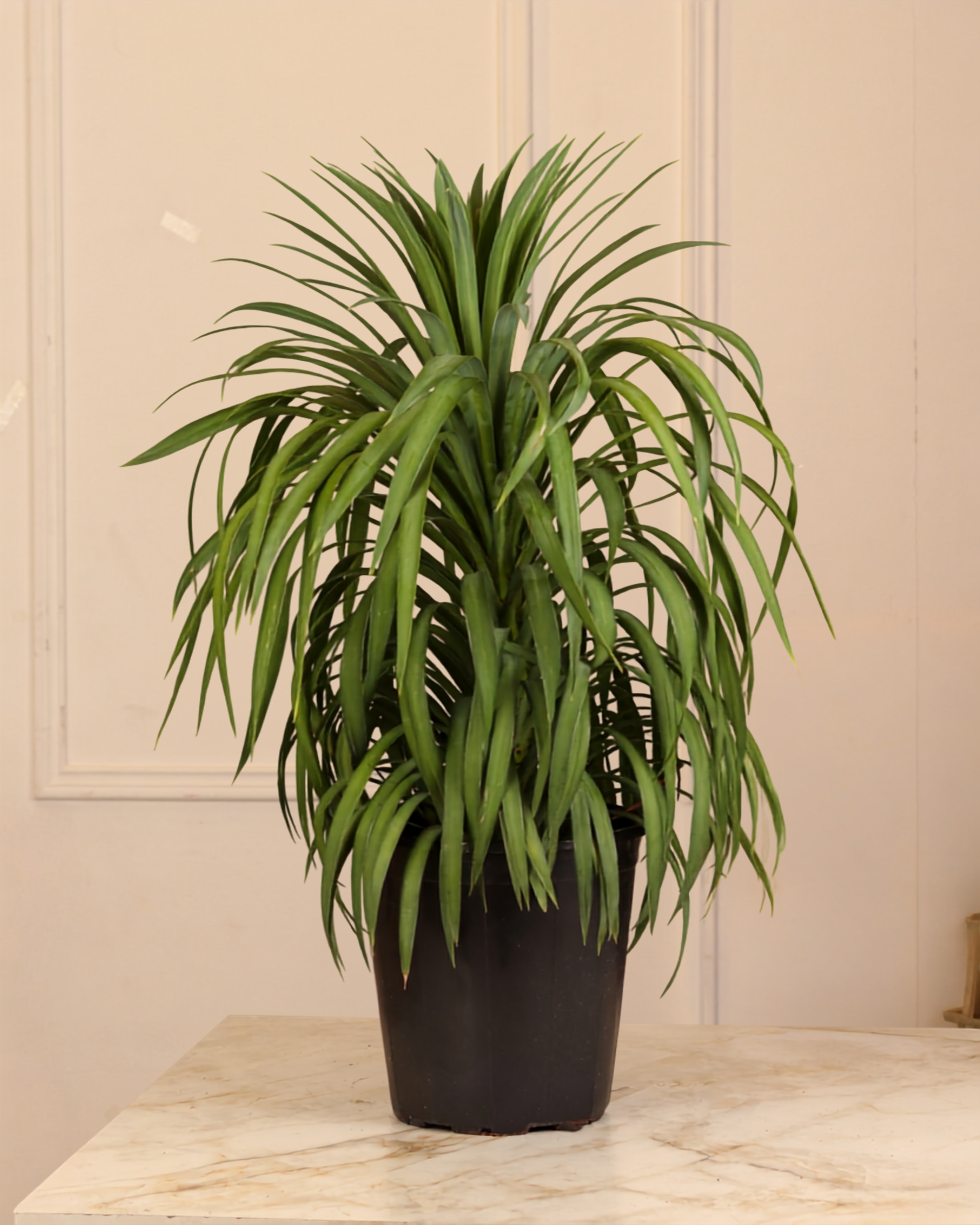 Yucca Ananas