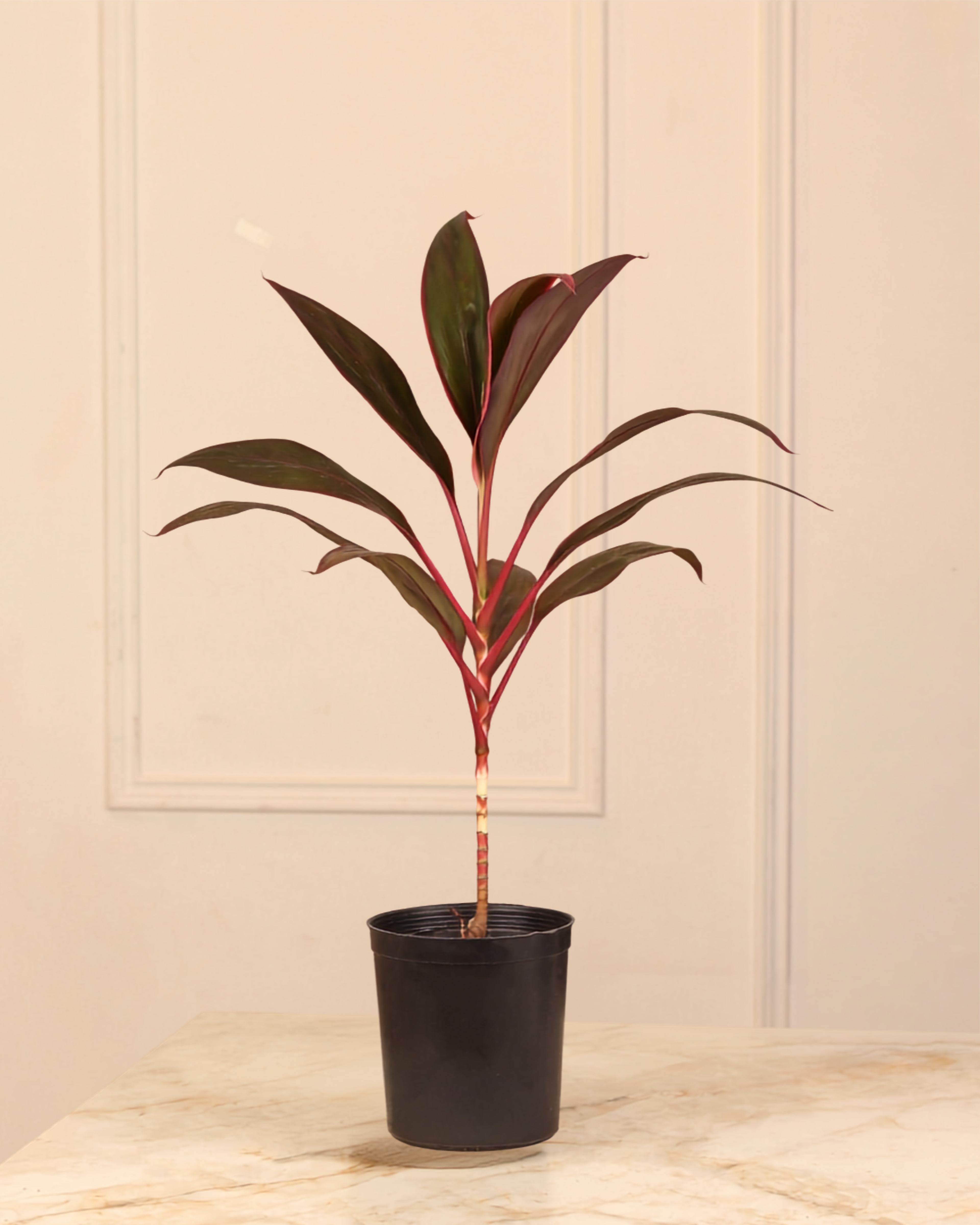 Cordyline