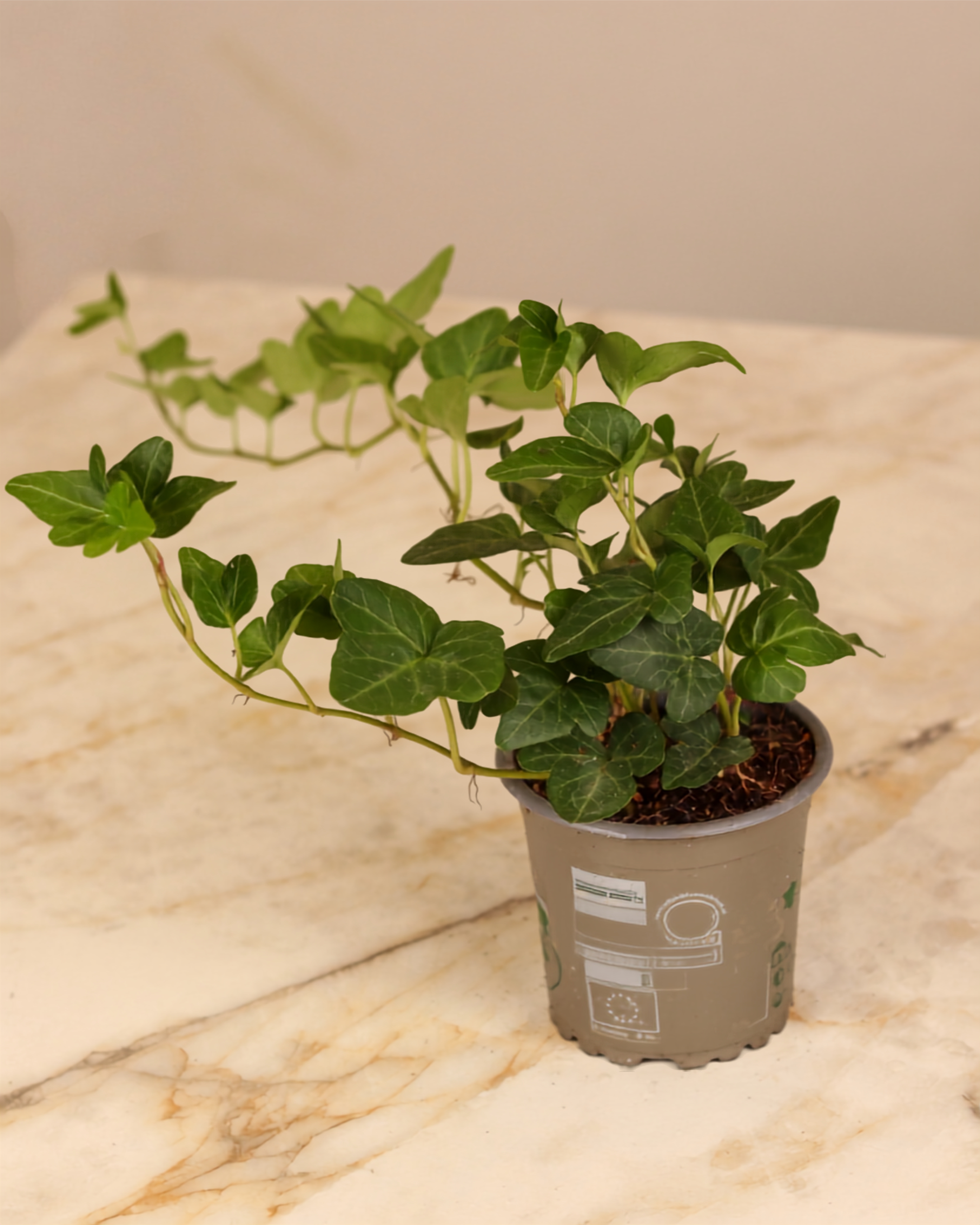 Hedera helix